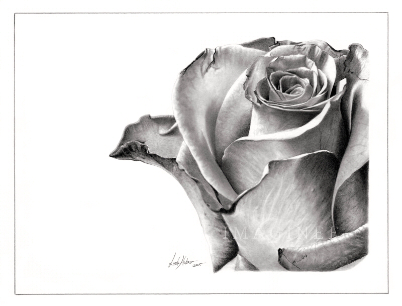 Фотореалистичные рисунки простым чернографитным карандашом Linda Huber